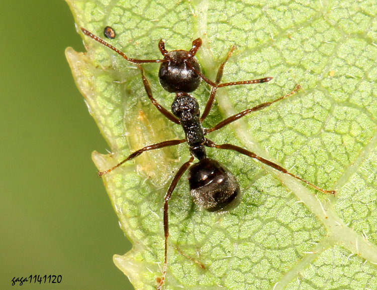 Яݯ[ Dolichoderus thoracicus