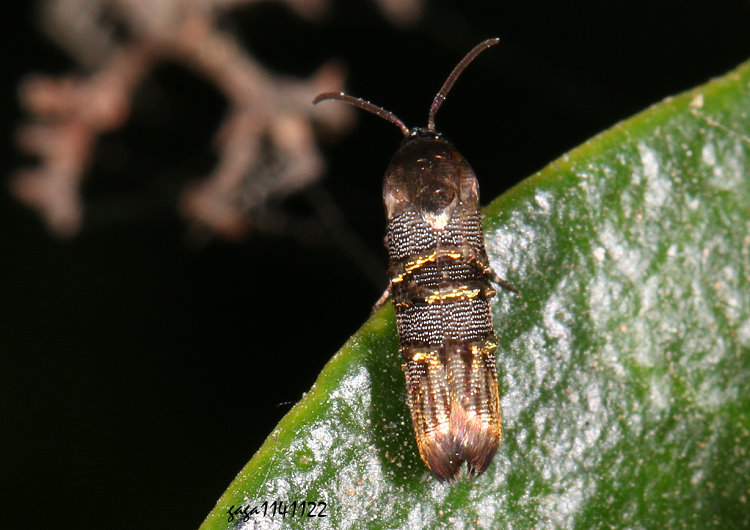 �u�߸� &nbsp;Nigilgia limata 