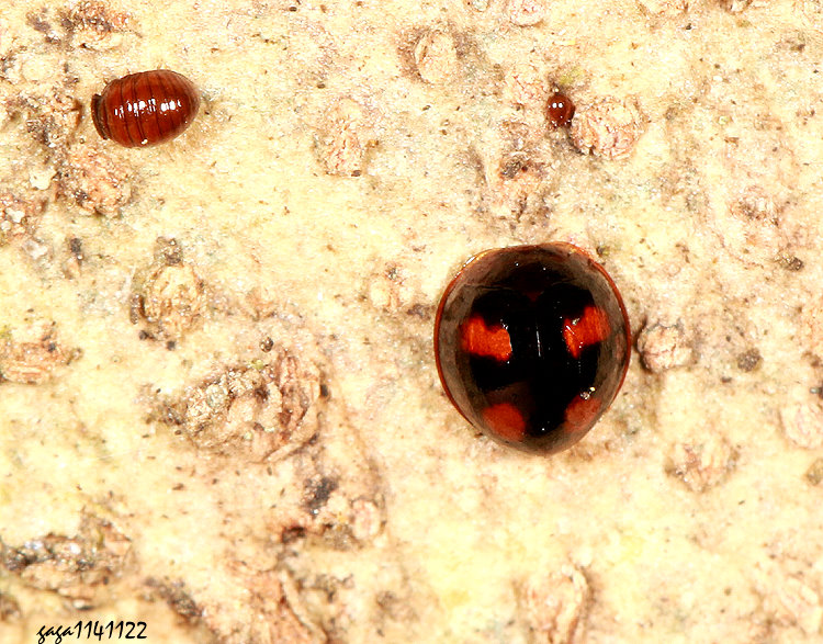 �O�W�A�]��