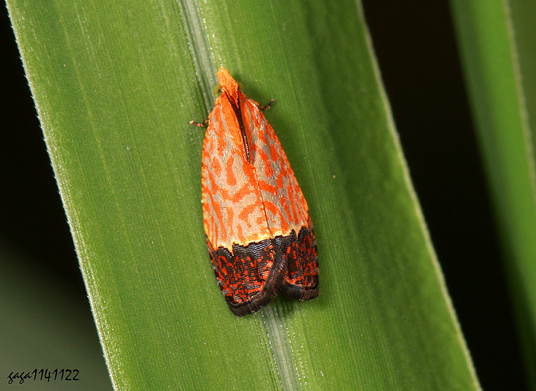 ����p���� Loboschiza koenigiana