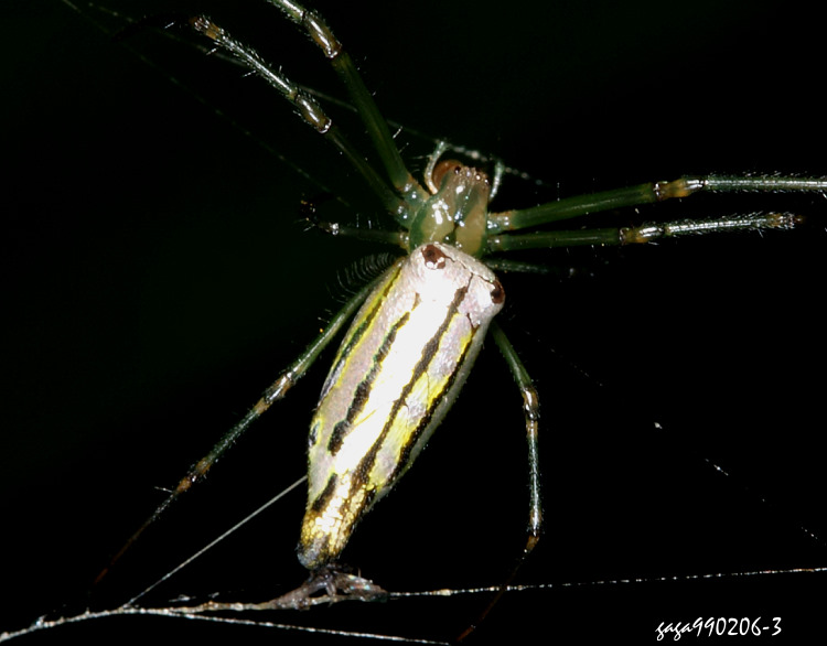 �y���ȸ���