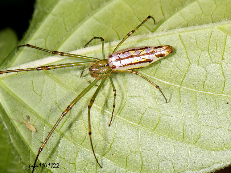 �y���ȸ��� Leucauge decorata