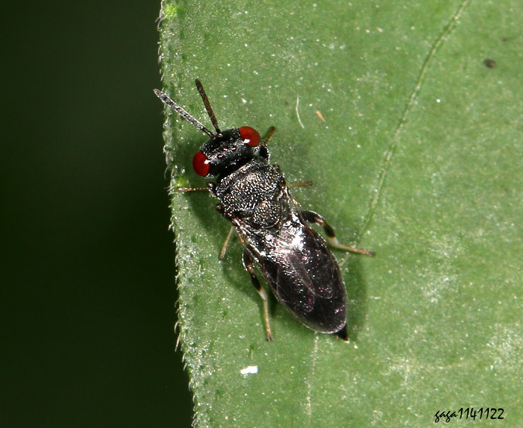 廣肩小蜂科 Eurytomidae