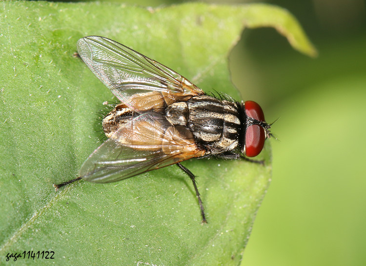 ���q�a�� Musca domestica