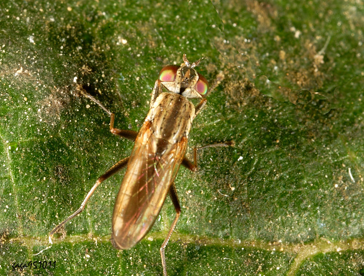 ���I����&nbsp;Lispe leucospila&nbsp;