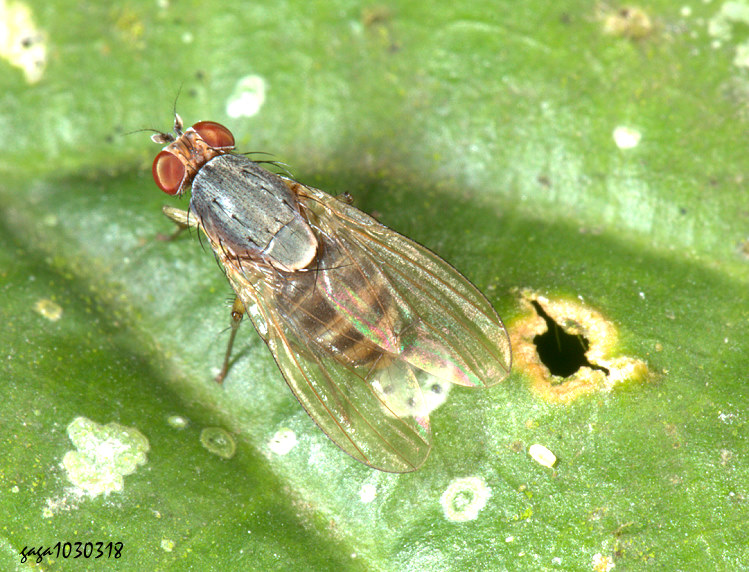 �¿����� Minettia  sp.&nbsp;