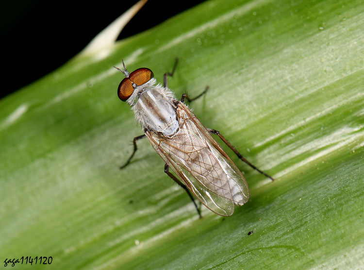 ���C�j Irwiniella sauteri 