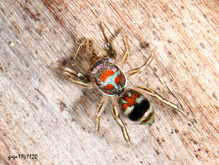 �ŻA��&nbsp;Siler cupreus  