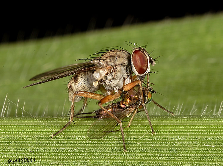 ©���� Coenosia sp.