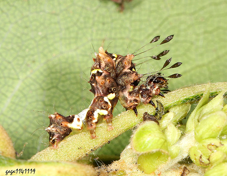 �y�n����&nbsp;Eublemma sp.����