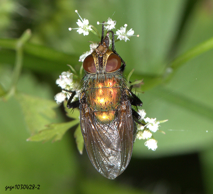 ��P�� Isomyia electa 
