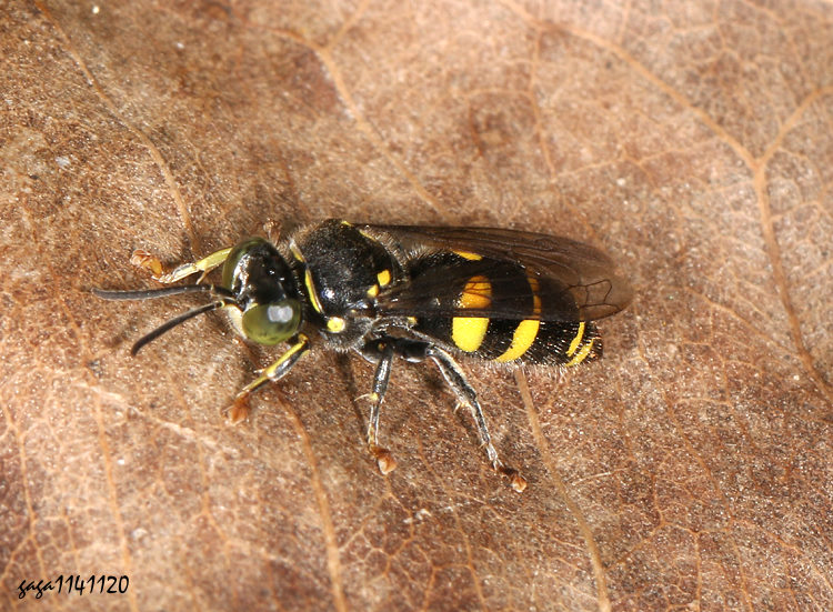 沙大唇泥蜂屬 Bembecinus  sp.