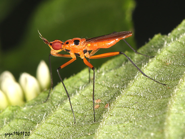  Telostylus decemnotatus