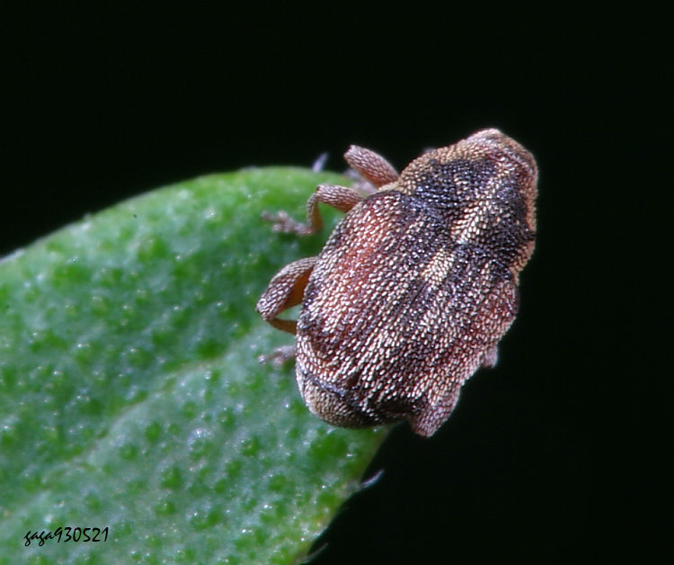 龜象亞科 Ceutorhynchinae