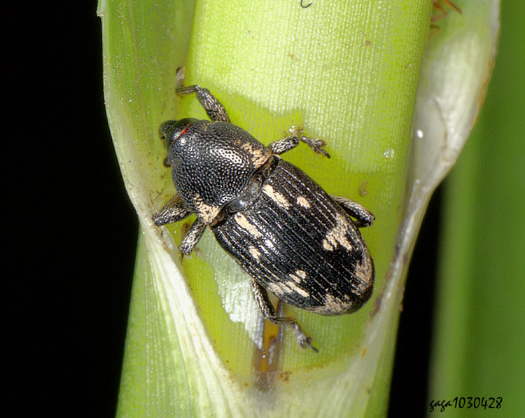 ��H�Ȭ� Anthinobaris sp.