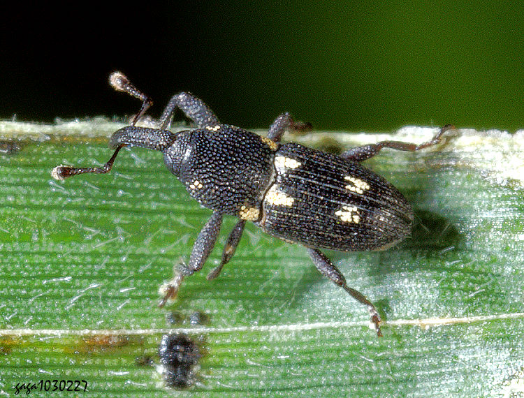 ��H�Ȭ� Baridinae