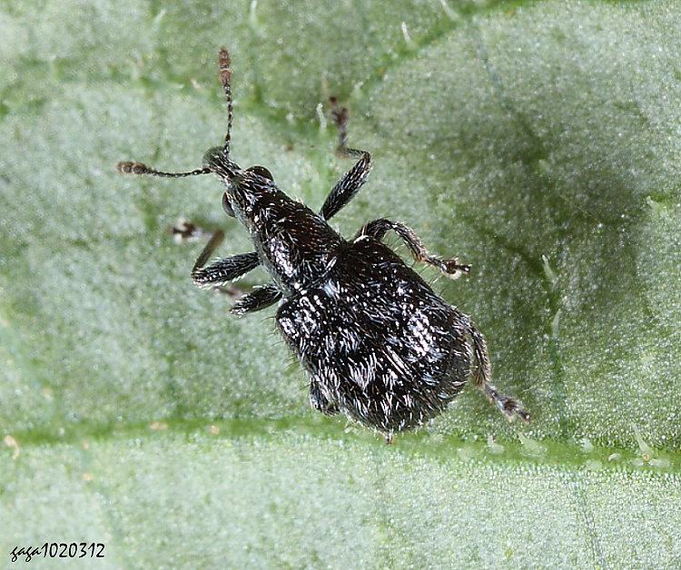 �� �H �� ��  Mecorhis pilositessellata