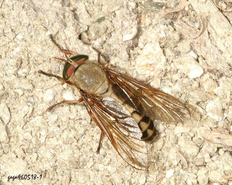 �j�� Tabanus &nbsp;sp.  