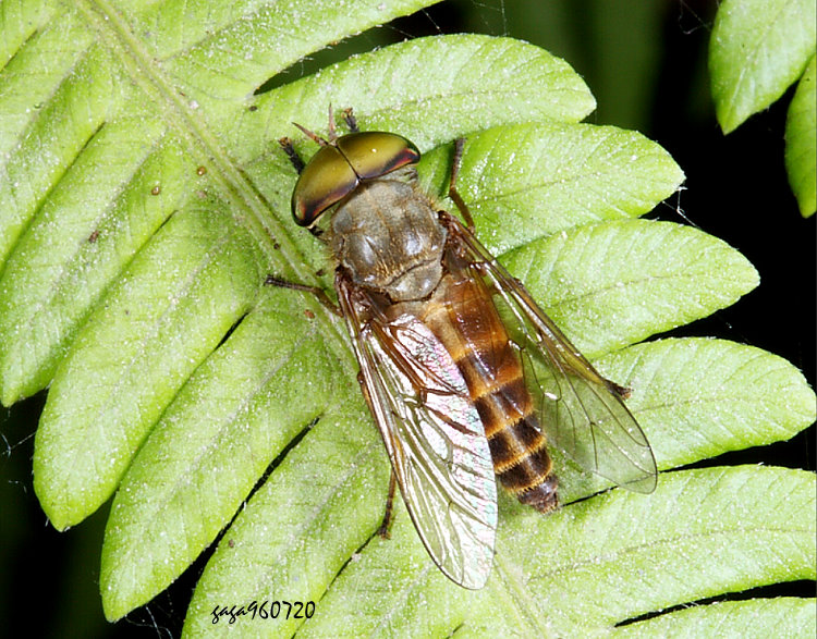 ��ݥ��j Hirosia iyoensis