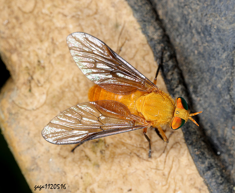 ����V�j Silvius shirakii 