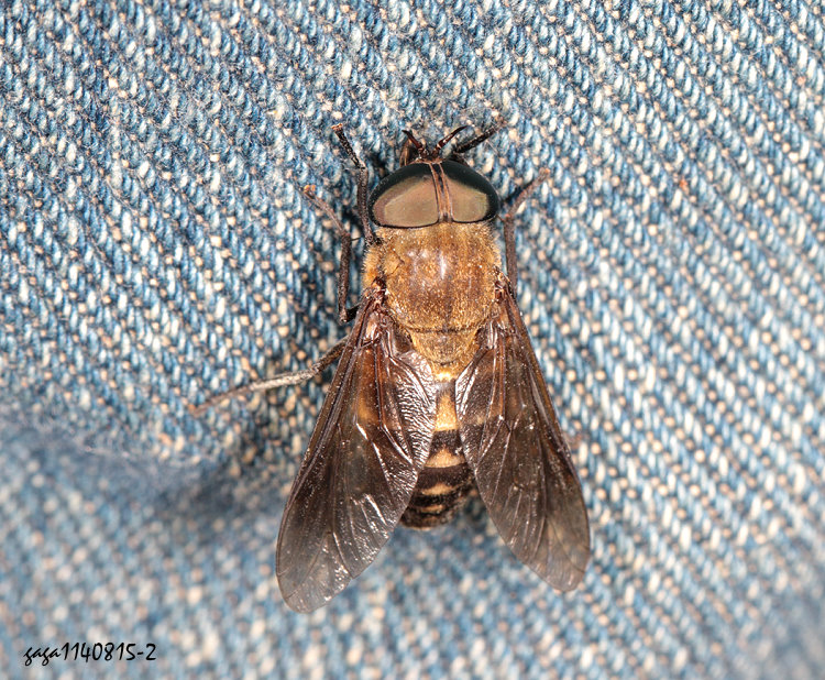 �j�� Tabanus &nbsp;sp. 