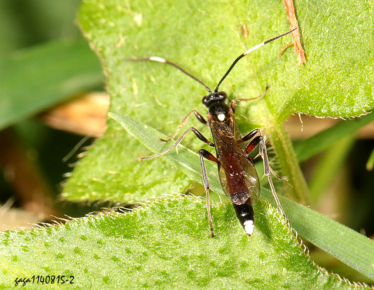 �_�a�������լP�V�� Vulgichneumon diminutus 