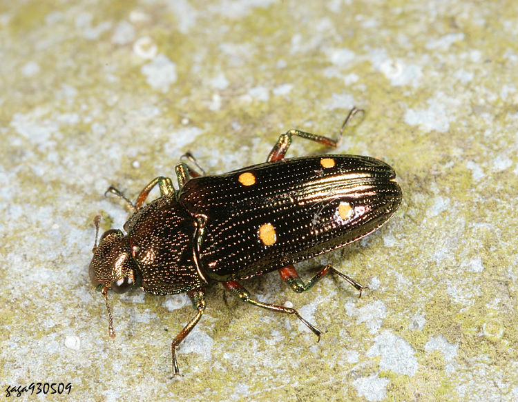 ������j�l��� Neohelota guttata