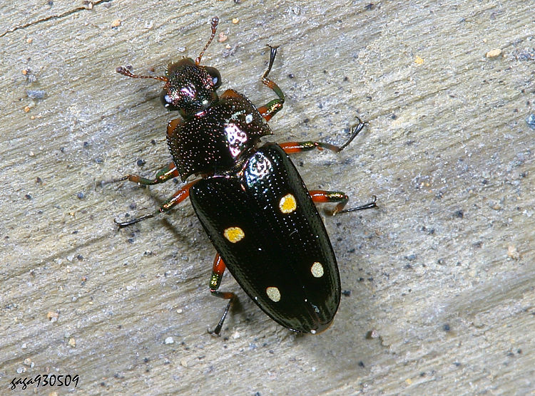 �������j�l��� Neohelota lewisi 