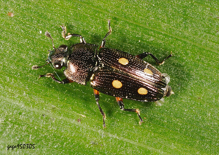 �s�a�j�l��� Neohelota montana