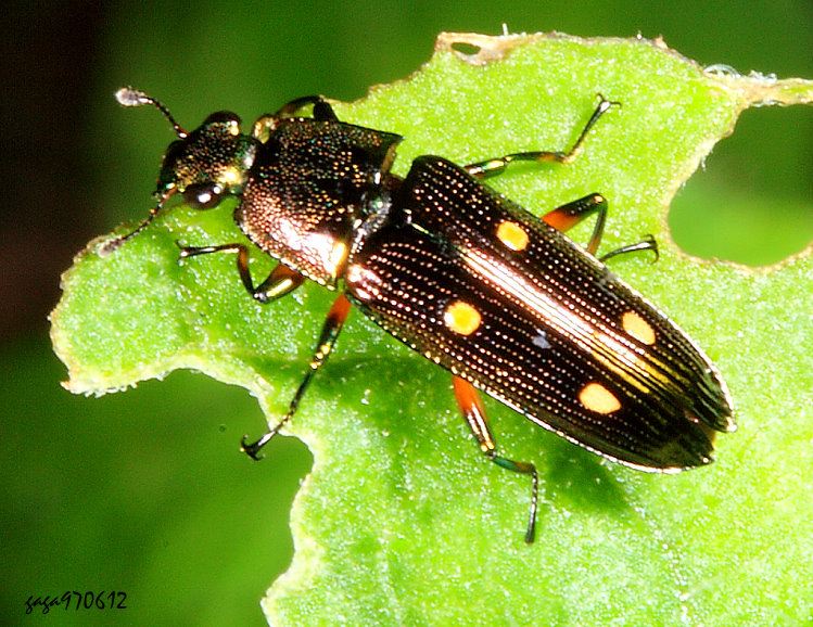 ����j�l���� Neohelota helleri