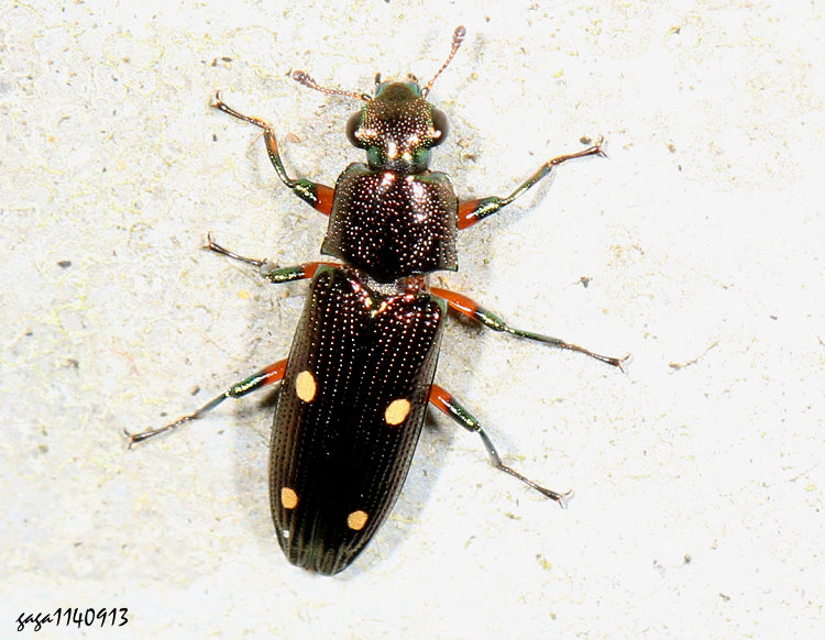 ���O�W�j�l��� Neohelota pusilla