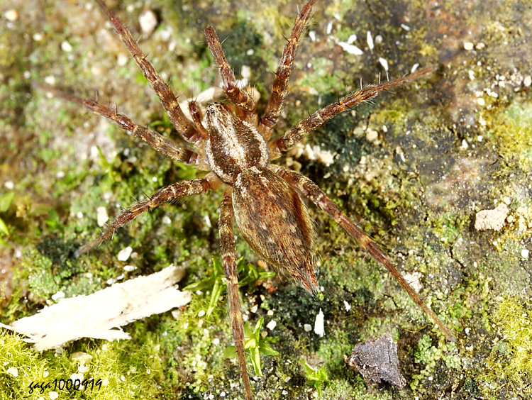 ���R�|��� Allagelena opulenta