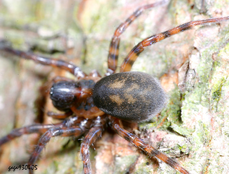 新會亞隙蛛 Iwogumoa xinhuiensis 