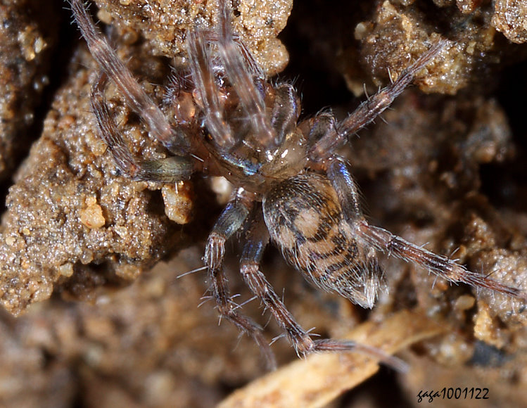 ��е� Hahnia corticicola 