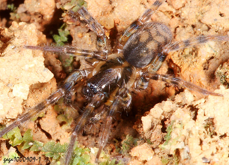 ��е��� Hahnia sp. 