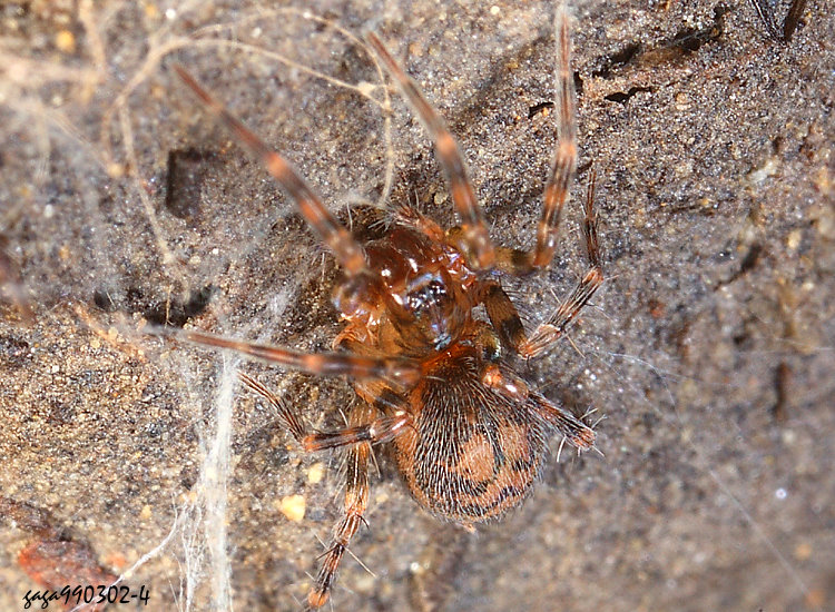 ������е� Hahnia zhejiangensis