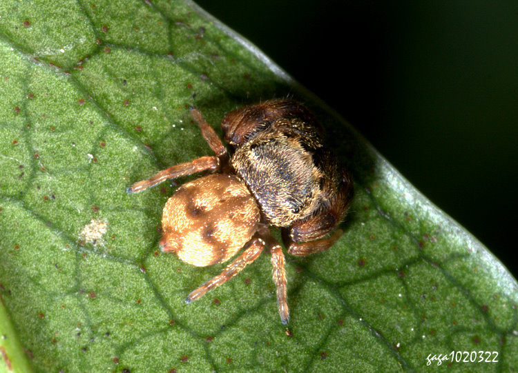 ¼���� Irura sp.&nbsp;