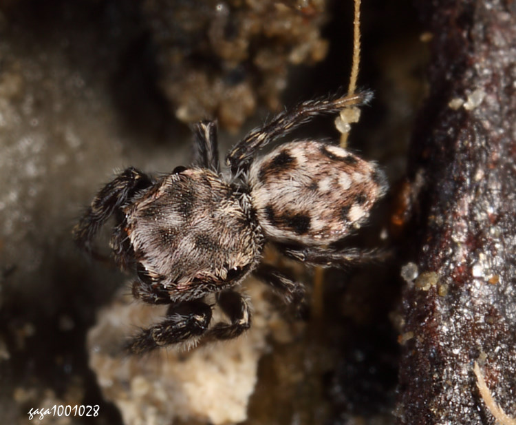 �����Y�� Bianor maculatus