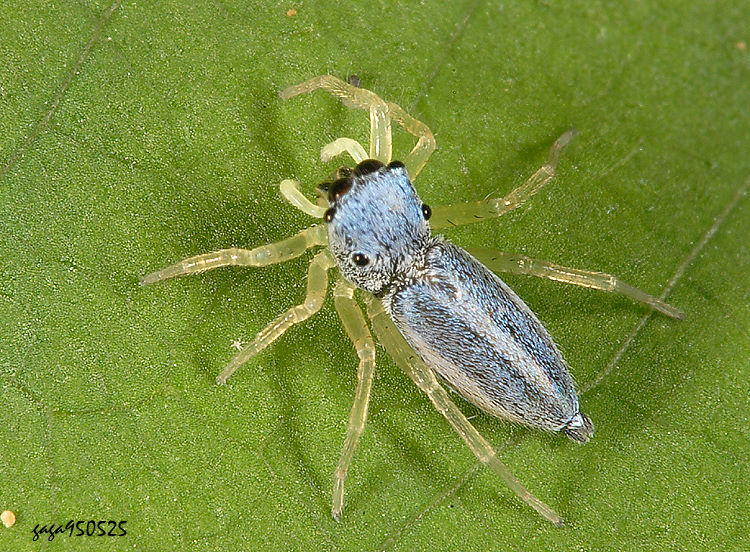 Xz±Ǫ Phintella debilis