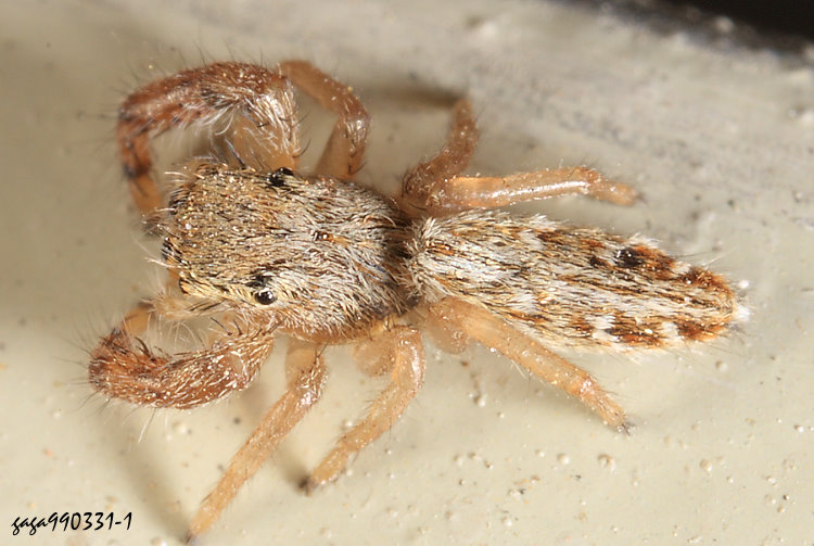 擬伊蛛屬 Pseudicius  sp.