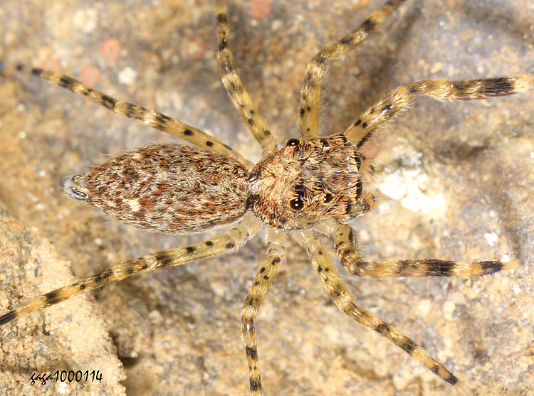 �|����� Rudakius cinctus 