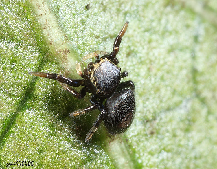 �t�����Y�� Sibianor pullus 