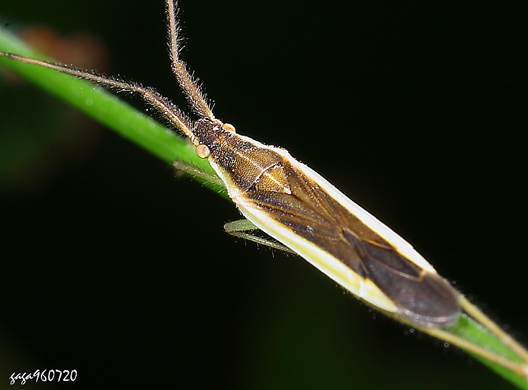 深色狹盲椿 Stenodema elegans