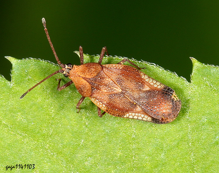 �i�t�O���϶H Physatocheila fieberi 