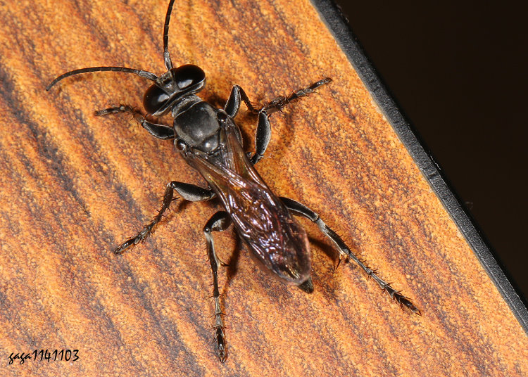 ��p�B�d���� Liris  sp.&nbsp;