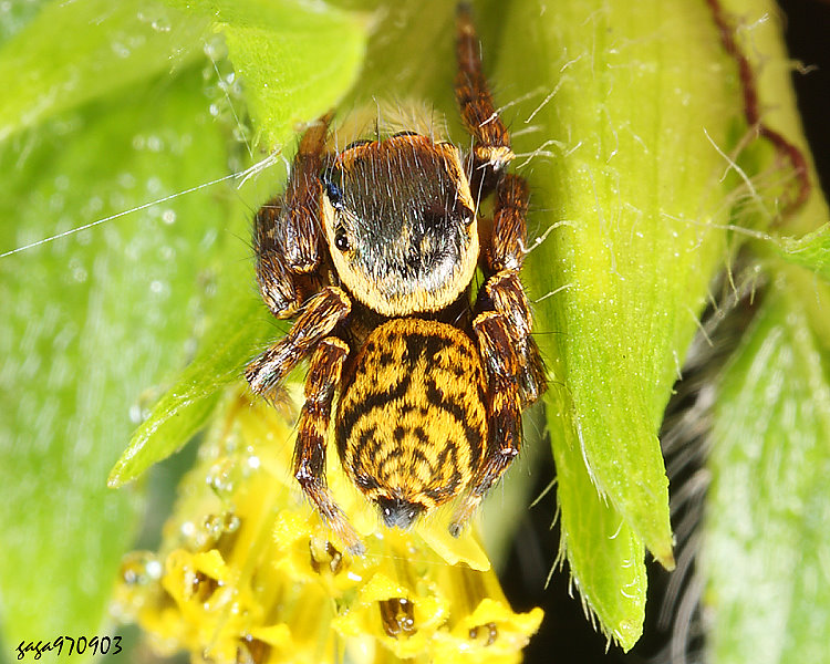 橙黃蠅虎 Carrhotus xanthogramma