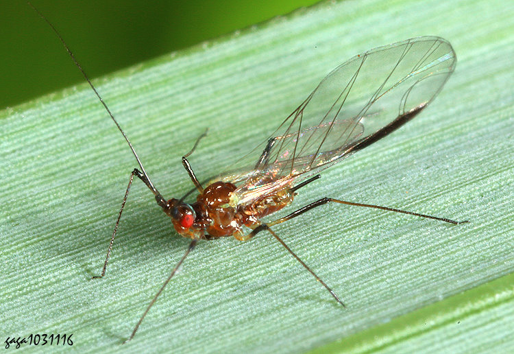 �~�H�� Sitobion  sp.&nbsp;