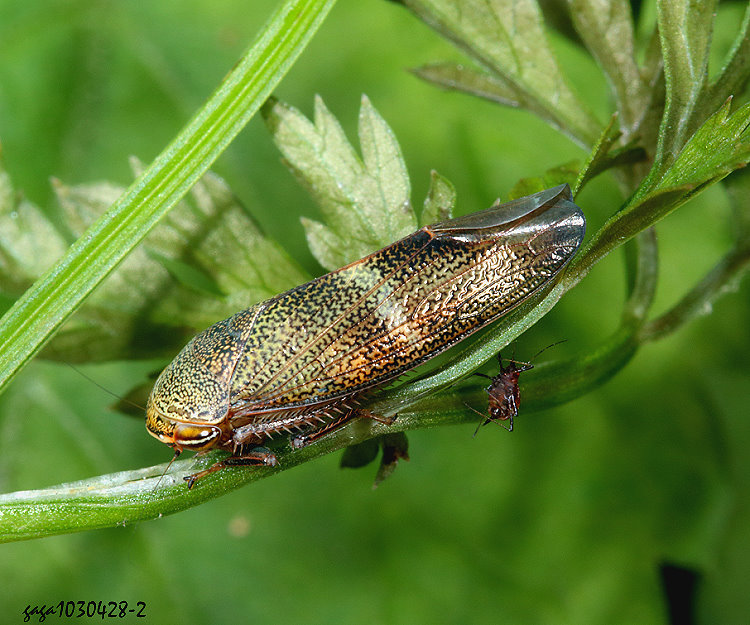 �H�Ѹ����� Drabescus  sp.