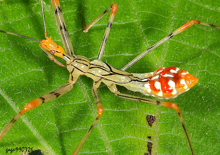 多變嗯獵椿象若蟲