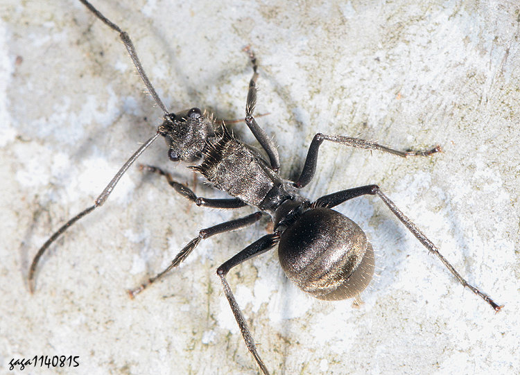 Ƥs Polyrhachis vigilans 